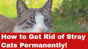 get rid of stray cats permanently