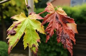 5 common acer tree problems and how to