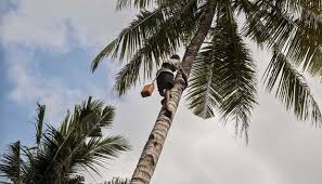 Hasil gambar untuk jatuh dari pohon kelapa