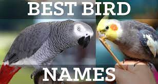 best pet bird names list lists by