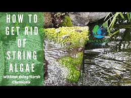 string algae without harsh chemicals