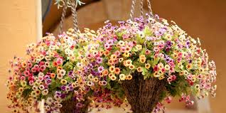 how to grow hanging baskets from seed