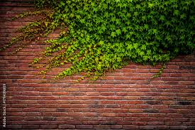 Old Red Brick Wall Texture And Green