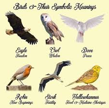 birds and their symbolic meanings 9