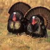 do-male-turkey-sit-on-eggs
