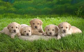 five cute puppies