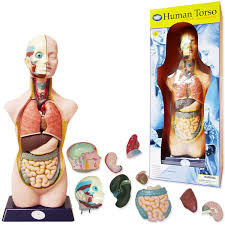 Anatomy study of female torso. Human Body Torso Anatomy Large Model 20 Inches Educational Toys Planet