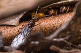 Wo fliegende ameisen auftauchen können. Woher Kommen Fliegende Ameisen Und Was Kann Man Gegen Sie Tun