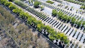 50 Million Trees Yarralumla Nursery