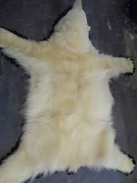 excellent polar bear fur skin carpet