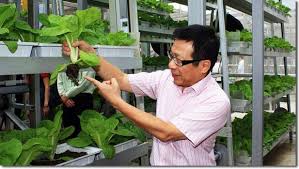 Vertical Farming Singapore S Solution
