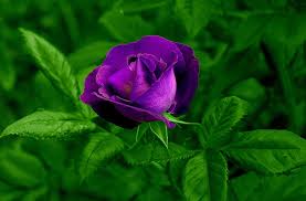 hd wallpaper purple rose purple rose