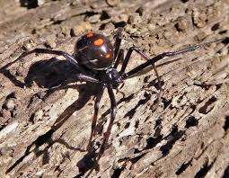 Black widow spider bites rarely kill people, but it's important to get medical attention as soon as you. Black Widow Spiders Mdc Discover Nature