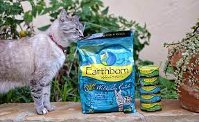 your guide to wet vs dry cat food