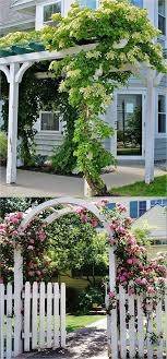 Flowering Vines And Climbing Plants