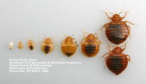 inspect a hotel room for bed bugs