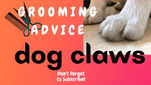 dogs claws too long dog grooming