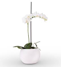 We stock a diverse and huge selection of varied and exclusive flowers. White Sympathy Orchid Avas Flowers