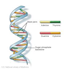 what is dna medlineplus genetics