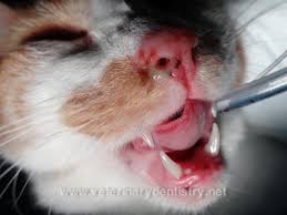 cat soft palate cleft repair