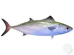 Learn About the Atlantic Bonito – Fishing