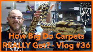 how big do carpets really get vlog