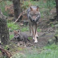 Image result for European wolves