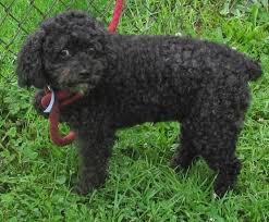Meet our beautiful cockapoo puppies below! Adopted Adorable Cockapoo Missy Sweetheart Needs A Loving Home Canton Ohio Https Www Petfinder Com Petdetai Dog Adoption Homeless Pets Fur Kids