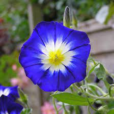Year round blooming perennials produce year round. Top 15 Most Beautiful Morning Glory Flowers