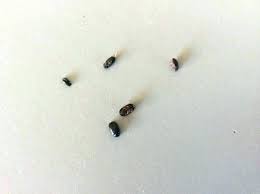 small black bugs with hard shell