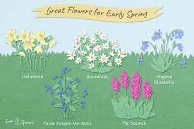 These perennial flower pictures will dazzle you with knowledge and bright imagery. Perennial Spring Flowers For Early In The Season