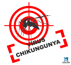 Resultado de imagem para chikungunya