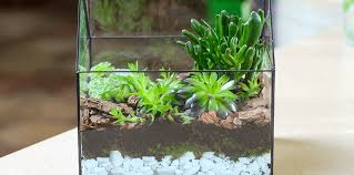 Diy Succulent Terrarium Tutorial