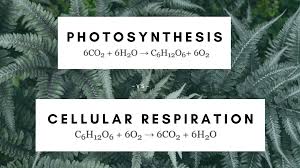 Likewise, biological machines also require well engineered parts and good energy source in order to work. What Are The Reactants Of Photosynthesis And Cellular Respiration Science Trends