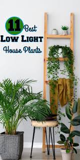 11 Best Low Light House Plants Reuse Grow Enjoy