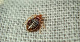 Bed Bugs Insect Facts Cimex