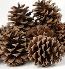 1 kg de piñas naturales de pino negro para composiciones de floristería,  coronas de Navidad, guirnaldas u otros adornos para bodas y Navidad :  Amazon.es: Hogar y cocina