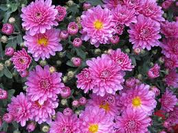 Feel the breath of spring: Chrysanthemums When To Plant Mums Overwintering The Old Farmer S Almanac
