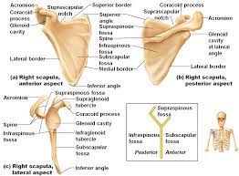 Please let me know if you the shoulder blade also has a bone called the caracoid process which connects to the biceps at the front of the arm and an upwardly angled bone. Flashcards Human And Cat Skeleton Anatomy Bones Muscle Anatomy Anatomy Organs