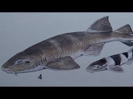 how to draw a bluegrey carpet shark