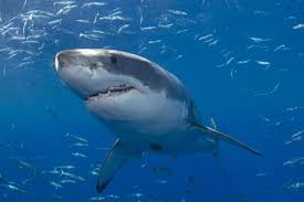 first fatal shark in maine