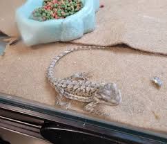 clean a reptile carpet