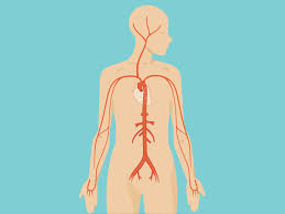 The rib cage consists of 24 ribs, 12 on either side, and it shields the organs of the chest, including at the back, they are attached to the spine. Abdomen Anatomy Area Diagram Body Maps