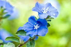 It symbolizes hope and the beauty of things. 7 Plants With True Blue Flowers The English Garden
