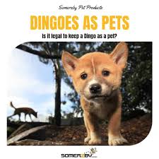 Dingoes as Pets, Is It Legal To Keep A Dingo As A Pet?