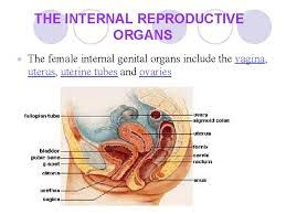 Female internal medicine doctors in lakeland on yp.com. Anatomy Of Female Genital Organs Obstetrics Science Deals