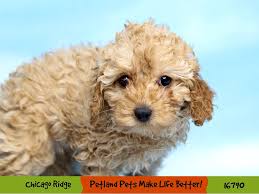 poodle puppies petland chicago ridge