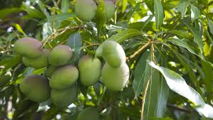Fruit salad trees can simultaneously grow a number of fruits. Florida Fruit Trees