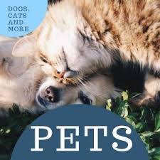 Below you will find an interactive google map which will tell you where there are pet stores located near you. Stores Near Me Best Deals With Online Map