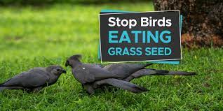 stop birds eating your gr seed